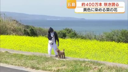 菜の花と海のコラボ！400万本の菜の花が畑一面を黄色に染める…観光客が甘い香りに包まれながら春を満喫