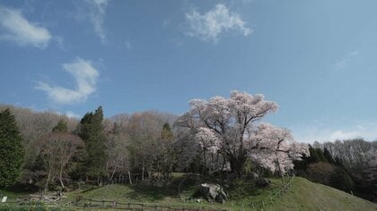 《ふくしま桜紀行2026》古殿町・越代の桜　アマチュアカメラマンも魅了する一本桜の横綱