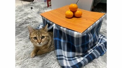 手作りの“専用こたつ”でくつろぐ子猫がかわいい…中は温かい？投稿者に聞いてみた