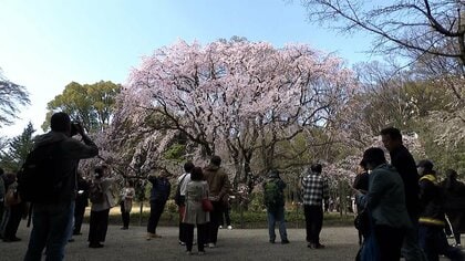 春本番！京都や熊本で桜開花　春のベビーラッシュに「かわいい！」　東京では桜の倒木事故も…危険な木どう見抜く？