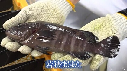 高級ブランド魚「若狭まはた」稚魚の出荷始まる　体長20センチで生育順調　1年半後には40センチ、1.5キロに成長【福井】