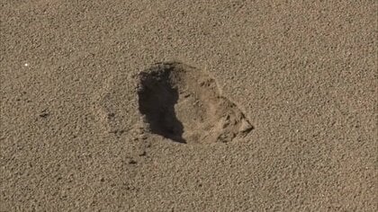 受粉用のハチの巣箱壊される 現場には25cmの足跡が…今季初クマによる食害で周辺の住民に注意呼びかける【山形発】