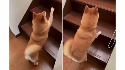 大好きが抑えきれない柴犬! 起きてきたお父さんを階段下から「何年ぶり?」の大歓迎…他の家族にはどうなのか聞いた
