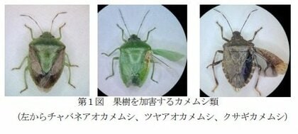 果汁を吸う「カメムシ」多発生懸念…岡山県・香川県全域に注意報発表　モモなどに被害【岡山・香川】