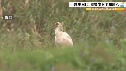 本州初となる『トキ』の放鳥 早ければ来年6月上旬に能登で実施へ …一方で地震の影響で地元から「不安の声 」