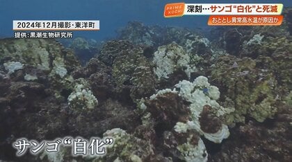 絶景の海で何が…美しきサンゴを襲う「白化現象」と足元に迫る気候変動の危機【高知】