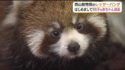 短い手足でよちよち　愛らしさあふれるレッサーパンダ双子の赤ちゃん　7日から一般公開　名前も順次募集