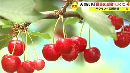 サクランボシーズン限定・天童市職員の「副業を許可」　収穫期の人手不足解消に向け…【山形発】