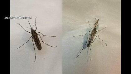 北欧アイスランドで初めて「蚊」発見　貨物と共に流入か　温暖化や物流増で新たな昆虫の増加も