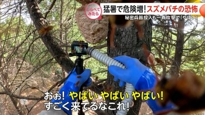 猛暑で危険増！スズメバチの恐怖【しらべてみたら】
