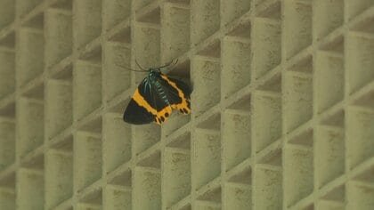 まさに今…「キオビエダシャク」大量発生　ピークは年4回！ 毒がある葉も食べ庭の木を枯らす“ガ”【宮崎発】