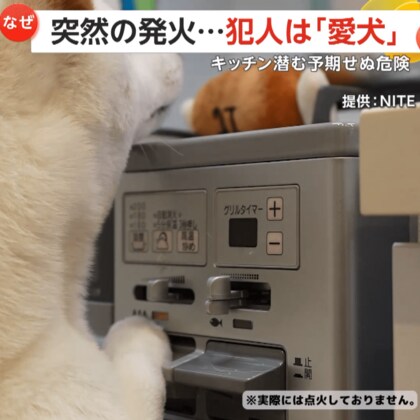 真夜中のキッチンで出火…“犯人”は愛犬　“もふもふプッシュ”ペットによる火災は日本でも