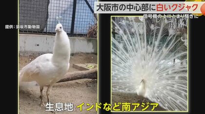 白いクジャクが信号機に…「人だかりが出来て有名人かと見た」散歩中に