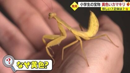 超貴重！ 幸せの黄色い“カマキリ” 昆虫大好き小学生が発見 一体なぜ