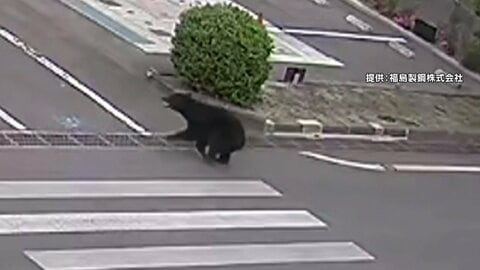福島の工場に居座るクマ　緊急銃猟実施で麻酔銃使用も収まらず　専門家「アドレナリン上回り薬を相殺」　北海道で“400kg級”ヒグマ出現