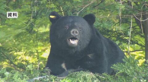 クマが温泉郷に出没　ホテルの宿泊客が目撃　警察が注意呼びかけ　長野・大町市