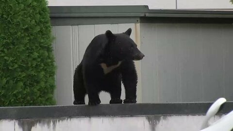 「麻酔の吹き矢」の人的態勢強化へ　盛岡市長が吹き矢を使った捕獲重視を示す　中心部などにクマの出没相次ぐ　岩手県
