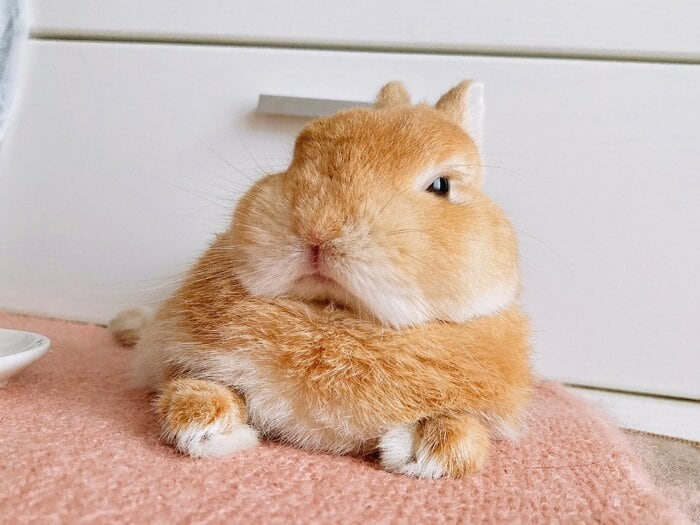 飼い主さんが“一番むぎくんらしい”という「ふんぞり返って見下した表情MAX」のむぎくん