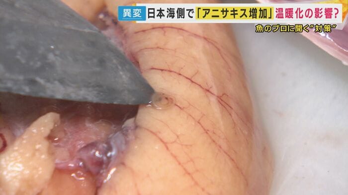 サバを捌く
