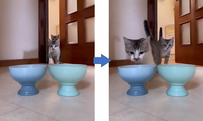 ご飯皿に駆け寄る兄弟猫