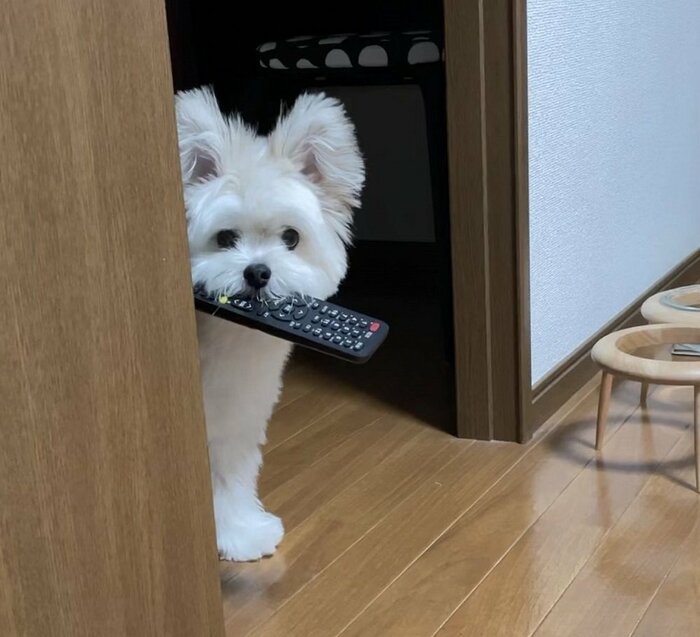 リモコンを強奪することも…