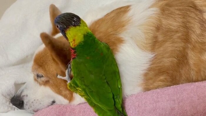 耳をプルプル…