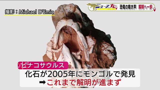 2005年にモンゴルで発見 解明進まず