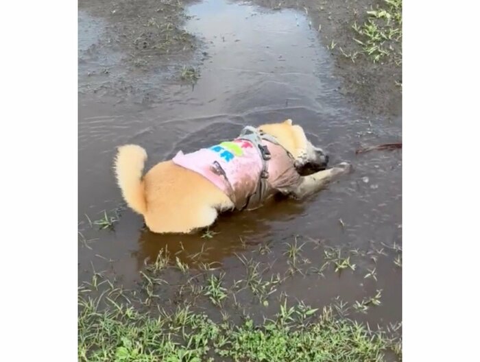 提供:柴犬まるやん日記さん