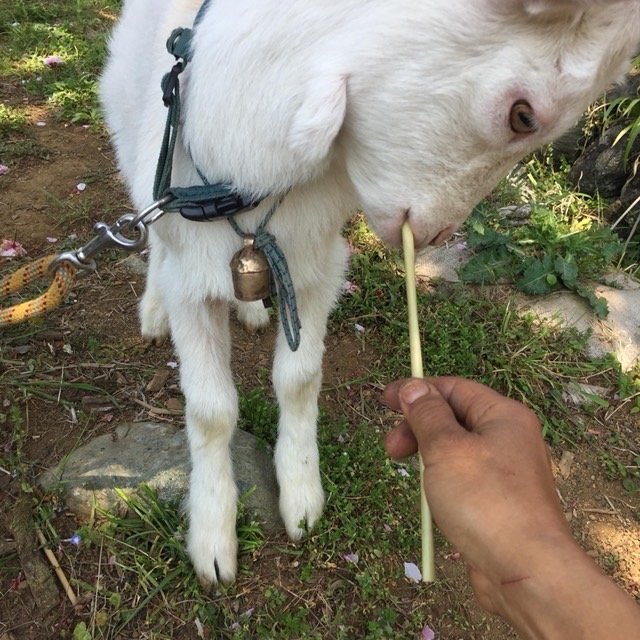 動物の飼料にもなる(画像提供:合同会社HAYAMI)