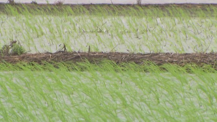 田植えを終えたばかりの田んぼ(佐賀市東与賀町)