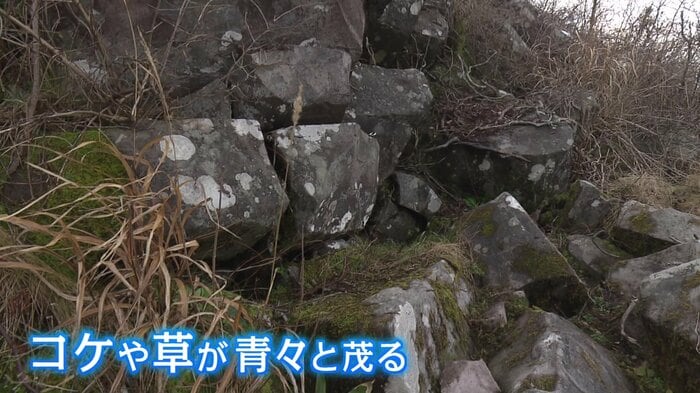 温風穴の周りには冬にもかかわらず緑が