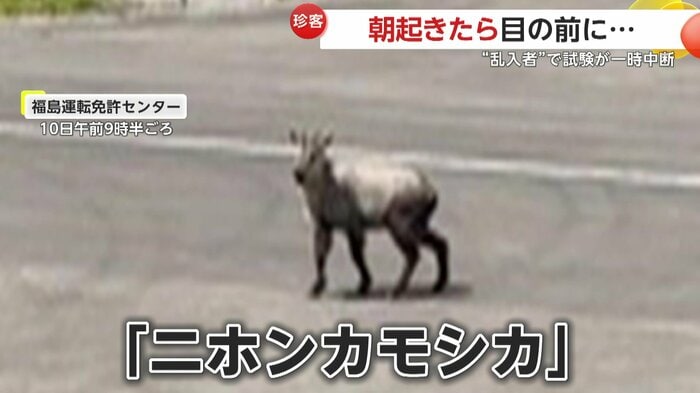 運転免許センターの道路のど真ん中を歩くニホンカモシカ(視聴者提供)