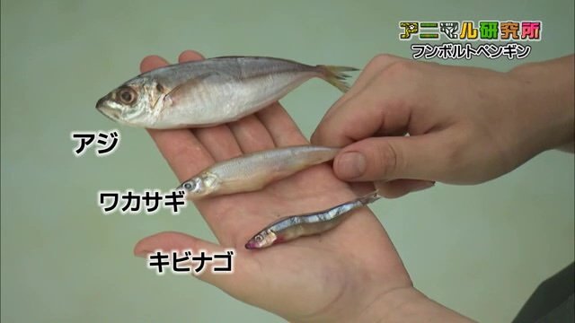 上からアジ、ワカサギ、キビナゴ