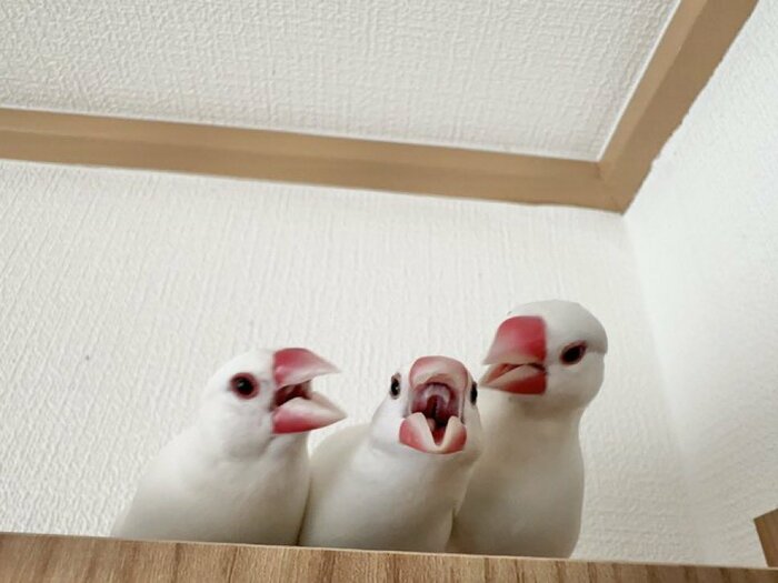 (左から)ひーくん、つばきちゃん、なずなくん
