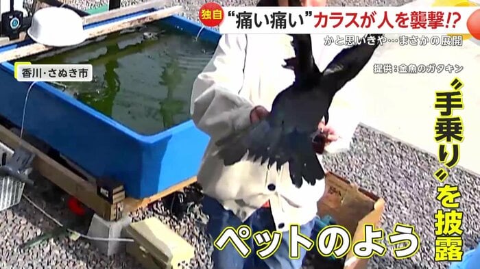 気心知れた仲かのように手に乗るカラス