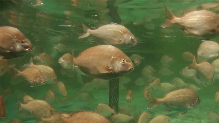 ゲノム編集マダイ「22世紀鯛」