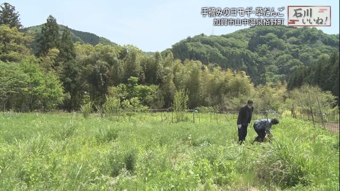 ヨモギは山の神様からのプレゼント