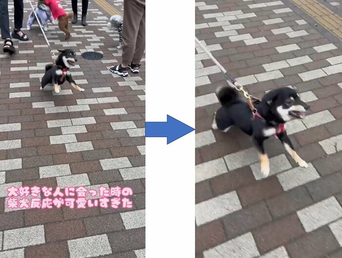 ちびパパさんへ駆け寄るごまちゃん