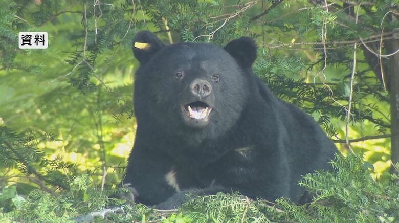クマが家の近くに…のそのそと歩く姿　夏場は山中のエサ少ない、若いクマの親離れ、交尾期でオスがメスを探して歩き回る「里地での出没の危険性が高まる」注意呼びかけ｜FNNプライムオンライン