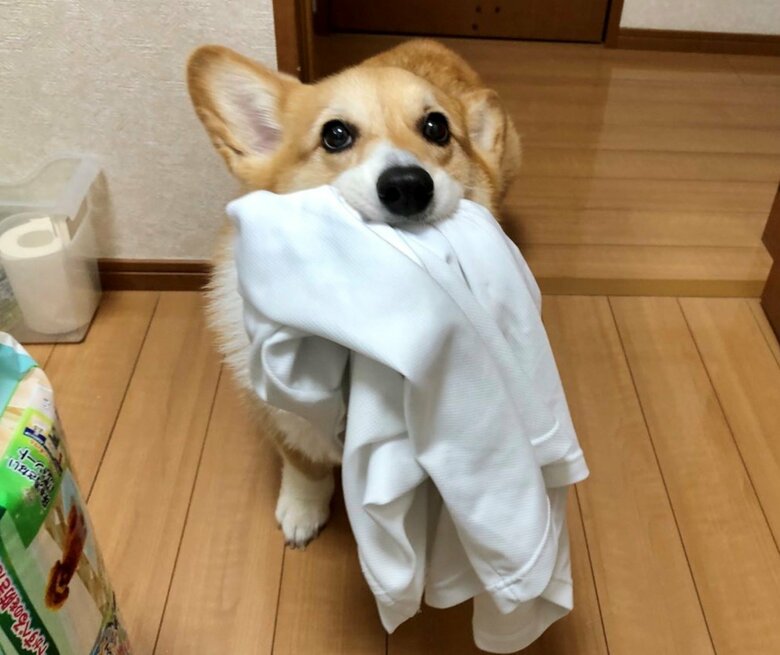 「お洗濯するから持ってきてー」お父さんのシャツを届ける犬が賢い…献身的な運びっぷりには理由があった