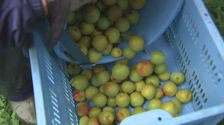 「大凶作」生産者は頭を悩ます　梅が不作でスーパーでも品薄　九州有数の産地でも例年の約3割程度に【大分発】｜FNNプライムオンライン