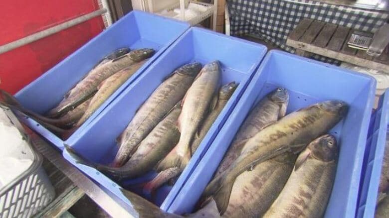 とれたてサケ“1kg=500円”！今が旬の秋鮭  朝市のすごさ！スーパーより「お得」【北海道発】｜FNNプライムオンライン