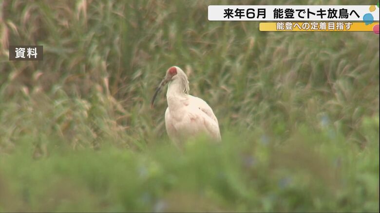 本州初となる『トキ』の放鳥 早ければ来年6月上旬に能登で実施へ …一方で地震の影響で地元から「不安の声 」&lt;br /&gt;&lt;br /&gt;｜FNNプライムオンライン