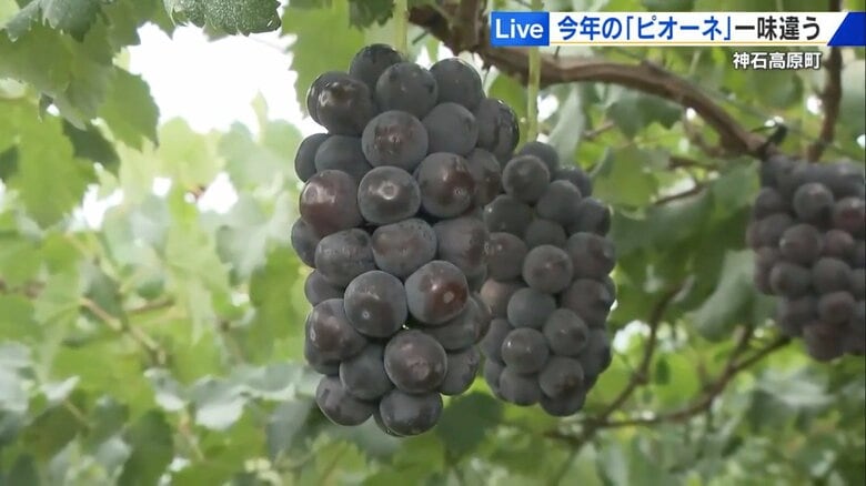 夏の高温で甘さ増す「今年は最高！」 “糖度20度”以上も　三次や神石高原のピオーネが旬【広島発】｜FNNプライムオンライン