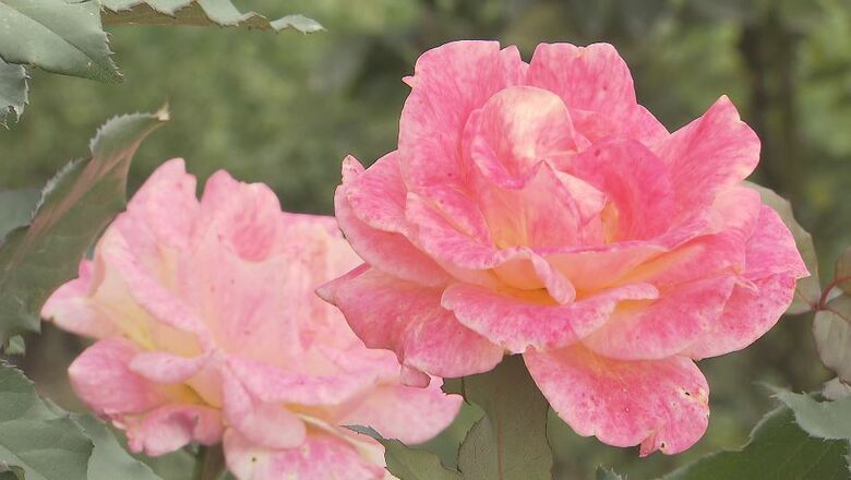 秋のバラの開花が進む　長野・中野市｜FNNプライムオンライン