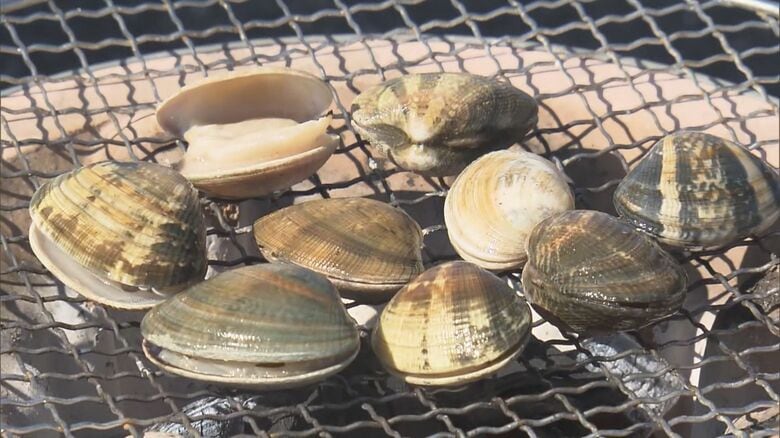 漁獲量は約30年で8分の1に…全国一の漁獲量誇る愛知のあさり苦境続く 新ブランド“かごいり娘”が救世主となるか｜FNNプライムオンライン