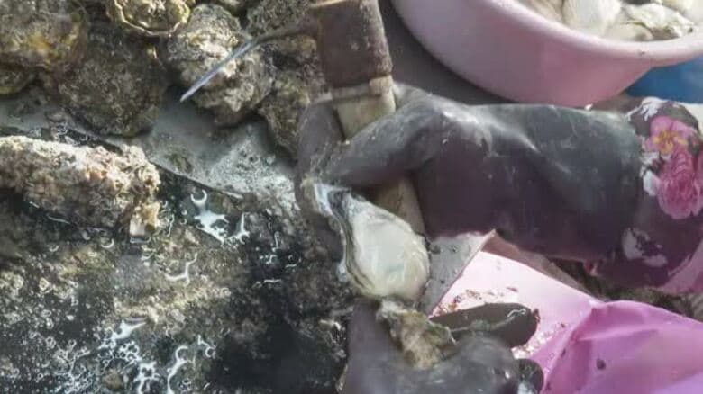 愛南も書き入れ時に大量死　養殖カキ３週間遅れで生き残り出荷　作業は午前中のみ　価格値上げ【愛媛】｜FNNプライムオンライン