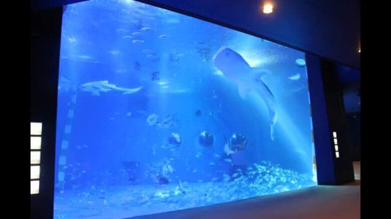 のとじま水族館のジンベエザメ「モモ」死ぬ　復興のシンボル　献花台設置へ｜FNNプライムオンライン