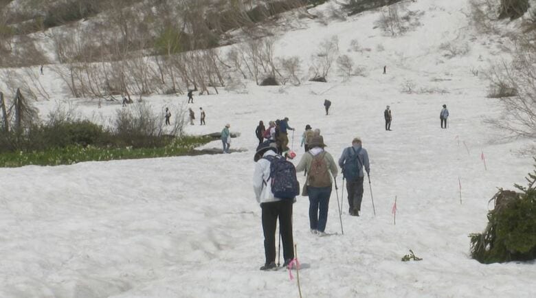 「この雪にはびっくり」一面の雪原！雪解け水に咲くミズバショウ　標高1900ｍの栂池自然園｜FNNプライムオンライン