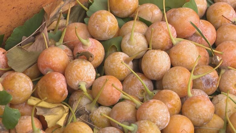 大粒の品種“藤九郎”など…秋の味覚『ギンナン』の収穫始まる 生産者がイチョウの枝を揺らして実をネットに｜FNNプライムオンライン